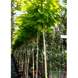 Catalpa bignonioides 'Aurea'