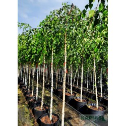 Betula pendula 'Youngii'