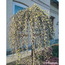 Salix caprea 'Kilmarnock'