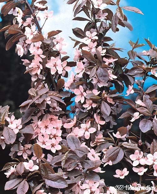 Prunus cerasifera 'Nigra' Prunus cerasifera 'Nigra'