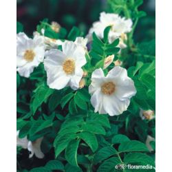Rosa rugosa 'Alba'