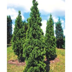 Thuja occidentalis 'Spiralis'