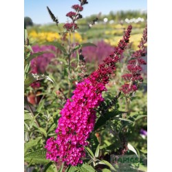 Buddleja BUZZ VELVET 'Tobudvelve' PBR