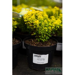 Berberis thunbergii 'Tiny Gold' PBR