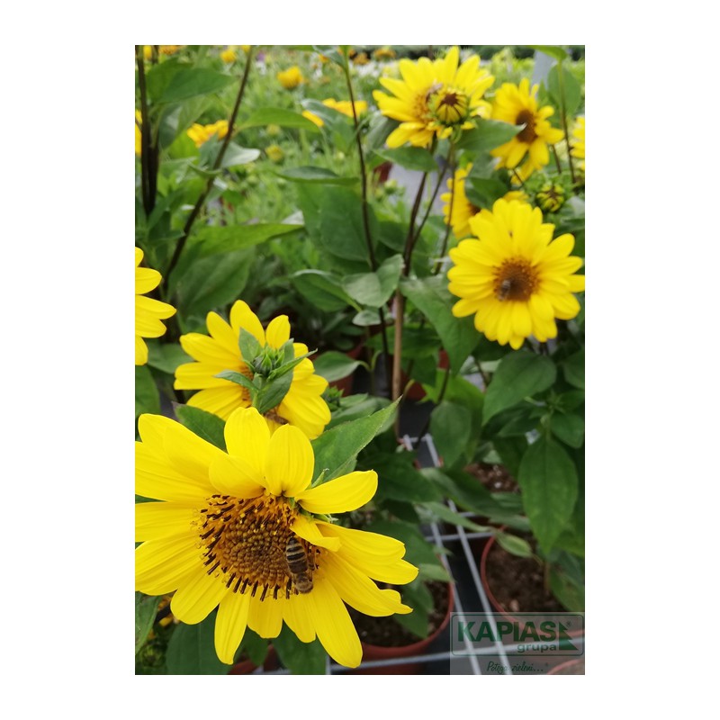 Helianthus 'Suncatcher Pure Gold'