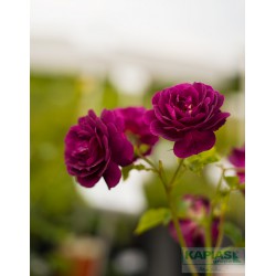 Rosa PURPLE EDEN 'Weksmopur'