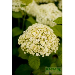 Hydrangea arborescens 'Annabelle'