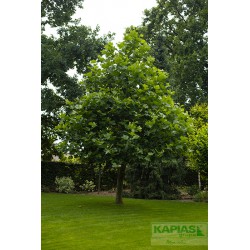 Platanus hispanica x