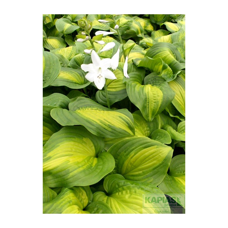 Hosta 'Avocado'