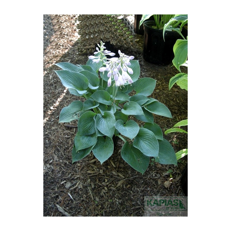 Hosta 'Hadspen Blue'