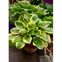 Hosta 'Queen Josephine'
