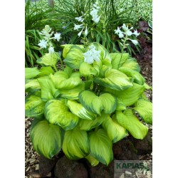 Hosta 'Stained Glass'