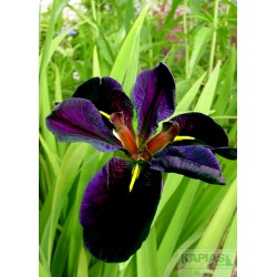 Iris 'Black Gamecock'