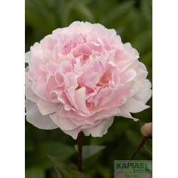 Paeonia 'Koningin Wilhelmina'