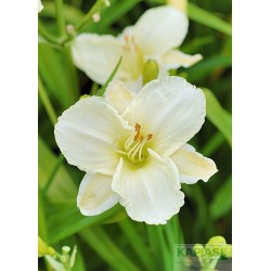 Hemerocallis 'White Temptation'