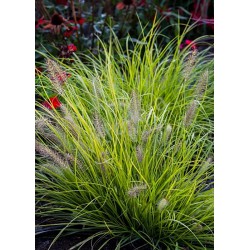 Pennisetum alopecuroides 'Hameln Gold'
