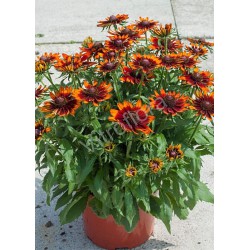 Rudbeckia 'SmileyZ™ Happy'