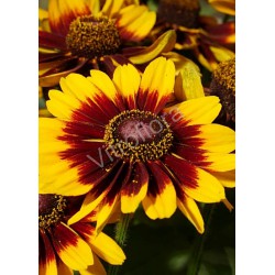 Rudbeckia 'SmileyZ™ Tiger'