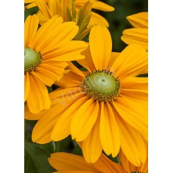 Rudbeckia 'Sunbeckia® Olivia' PBR