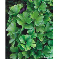 Ginkgo biloba 'Troll'