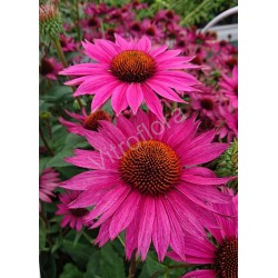 Echinacea purpurea ROBIN HOOD 'JSROHO'