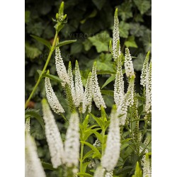 Veronica longifolia 'First Lady'