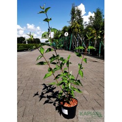 Cornus alba