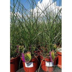 Miscanthus sinensis 'Adagio'