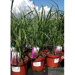 Miscanthus sinensis 'Dronning Ingrid'