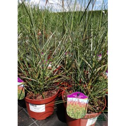 Miscanthus sinensis 'Red Chief'