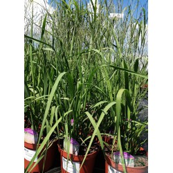 Molinia arundinacea 'Karl Foerster'