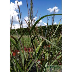 Panicum virgatum 'Squaw'
