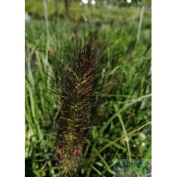 Pennisetum alopecuroides 'Black Beauty'