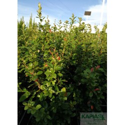 Berberis frikartii x 'Telstar'