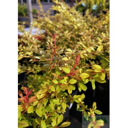 Berberis thunbergii 'Golden Dream' PBR
