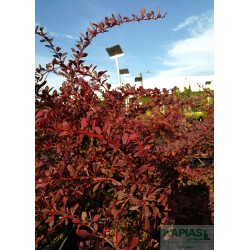 Berberis thunbergii 'Red DJ'