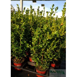 Buxus sempervirens