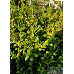 Buxus sempervirens