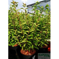 Callicarpa bodinieri 'Issai'