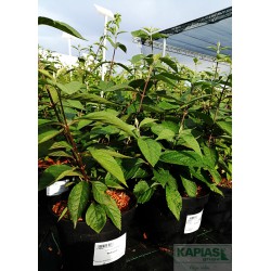 Callicarpa bodinieri 'Profusion'