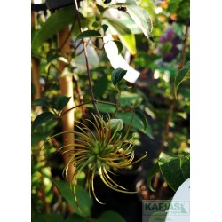 Clematis