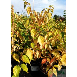 Cornus sanguinea 'Anny's Winter Orange'