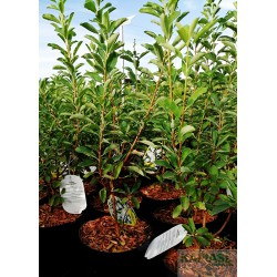 Exochorda 'Magical Springtime'