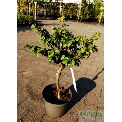 Fagus sylvatica 'Asterix' PBR