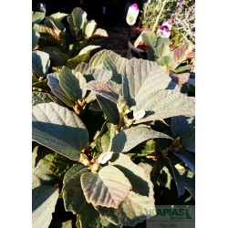 Fothergilla intermedia x 'Blue Shadow' PBR