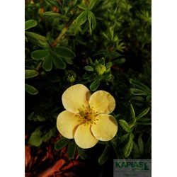 Potentilla fruticosa 'Daydawn'