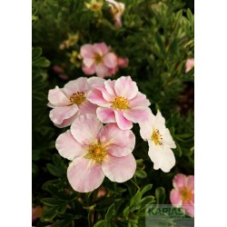 Potentilla fruticosa LOVELY PINK 'Pink Beauty' PBR
