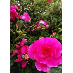 Rosa NEON 'Cortadura'