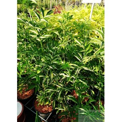 Sambucus nigra