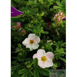 Potentilla fruticosa 'New Dawn'